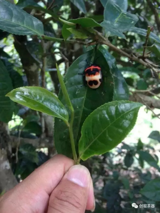 六大茶类茶文化科普 昆明茶具选购